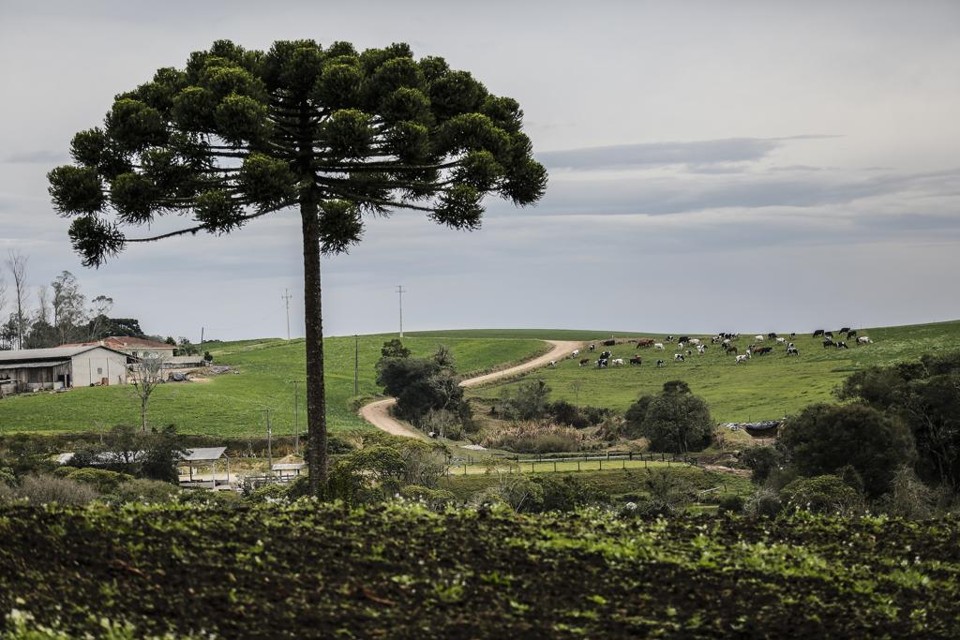 A pesquisa levantou também as terras de uso mais restrito, que têm valores médios de R$ 5,3 mil o hectare, geralmente áreas mais quebradas, de morro. | Jonathan Campos/Gazeta do Povo/