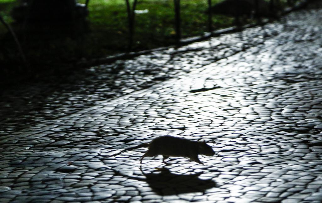 | Daniel Castellano/Gazeta do Povo/Arquivo