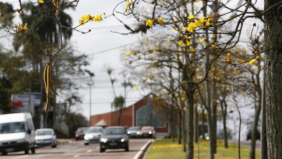 As primeiras flores já começaram a aparecer, mas em menor quantidade | Aniele Nascimento/Gazeta do Povo