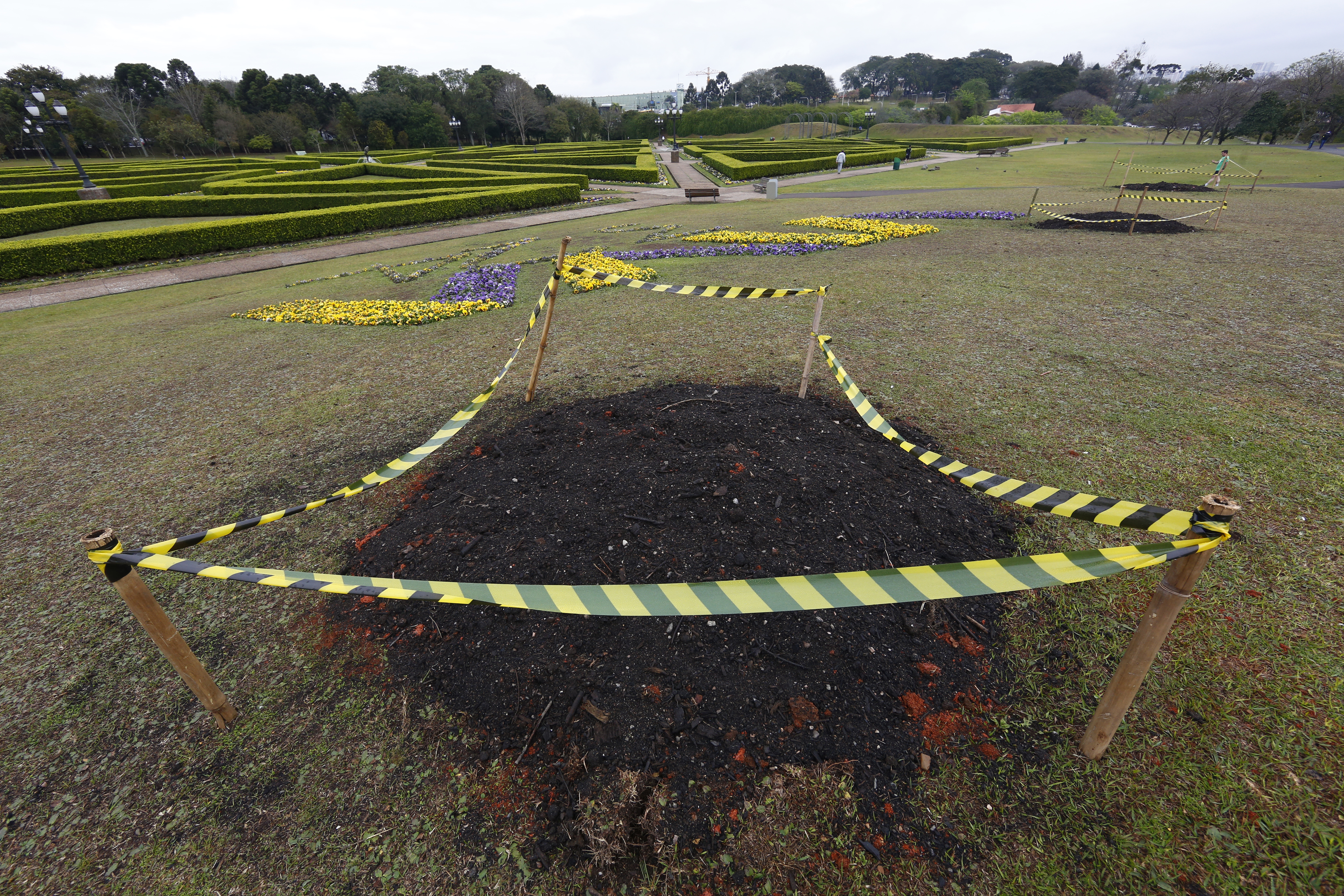 Buracos são berços para o plantio de araucárias. | Aniele Nascimento/Gazeta do Povo/
