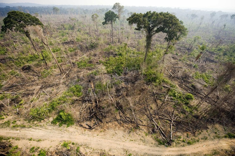 Área de desmatamento ilegal, no Pará: destruição da natureza está entre as respostas dos jovens entrevistados  | as/paANTONIO SCORZA