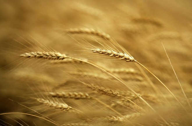 Cada cultivar de trigo tem características físico-químicas específicas para atender demanda dos moinhos | Arquivo /Gazeta do Povo