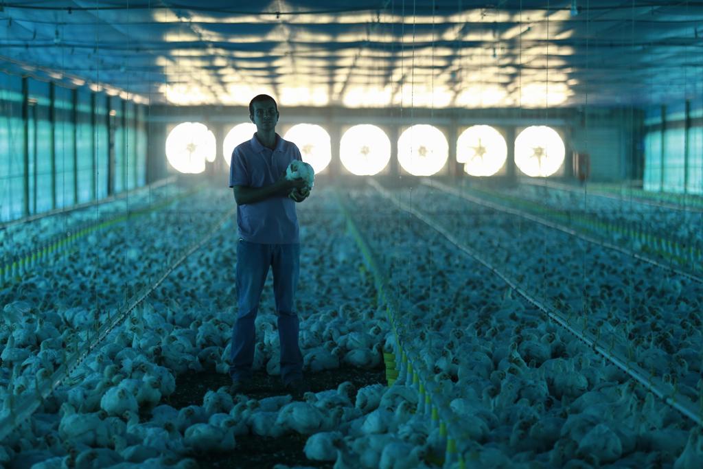 Na atividade há dois anos, Thiago Hozana Carvalho, que nasceu na cidade, conta que sempre sonhou em ter seu próprio aviário. | JONATHAN CAMPOS/Gazeta do Povo