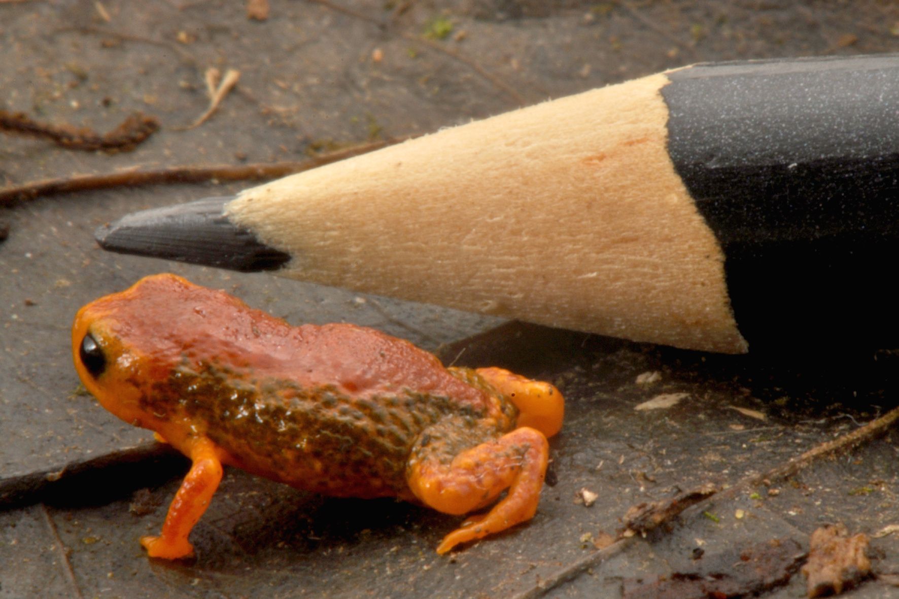 Brachycephalus coloratus , uma das espécies minúsculas de sapo desobertas na Serra do Mar. | Luis Fernando Ribeiro/Divulgaão