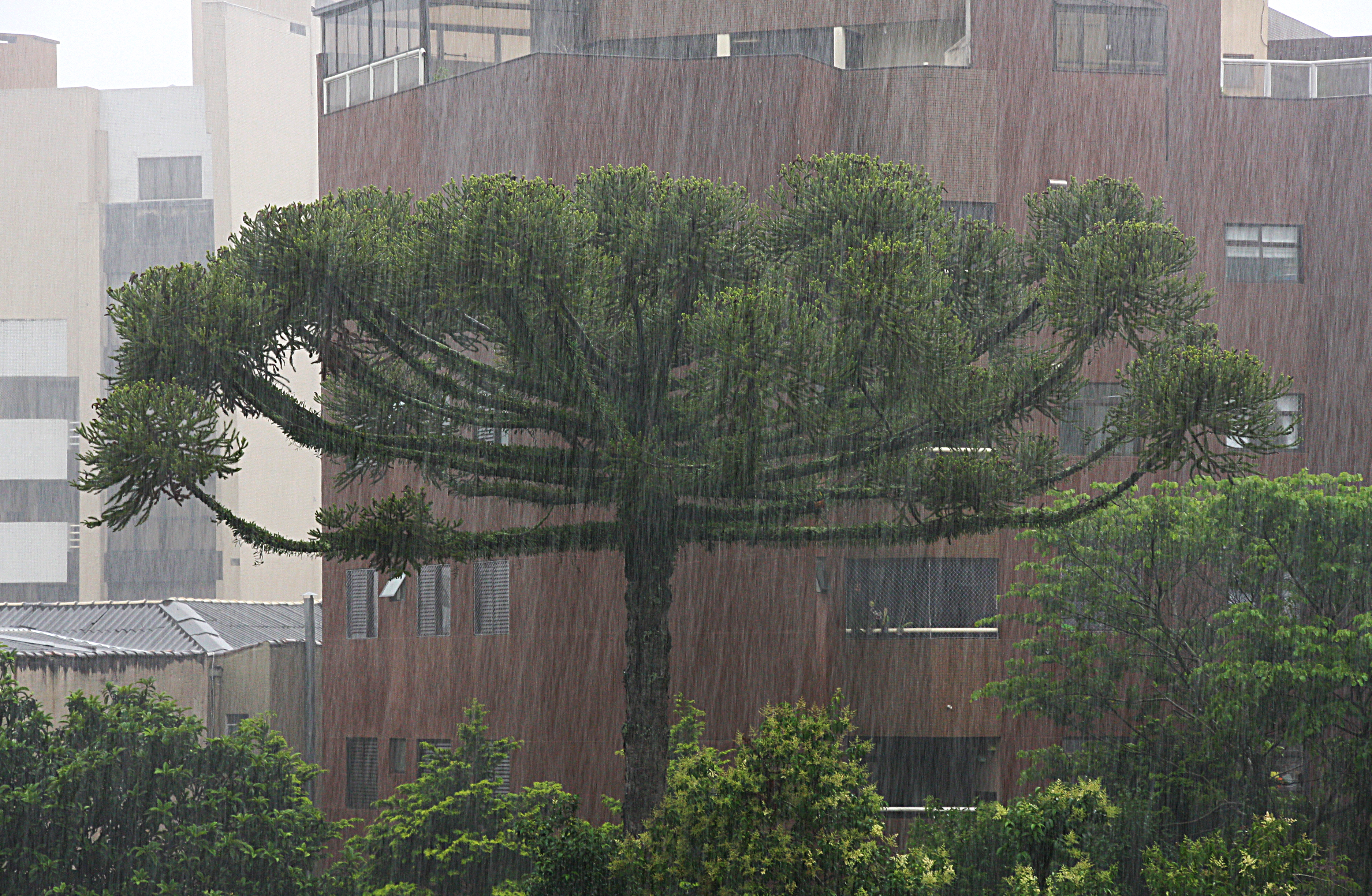 | Rodrigo Sóppa/Gazeta do Povo