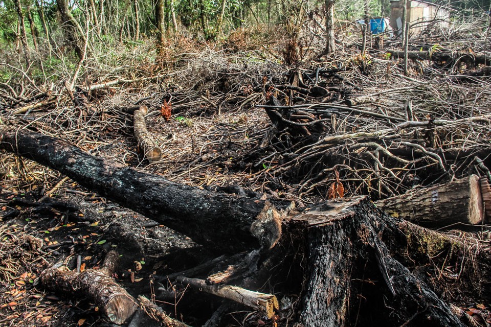 Como o Brasil sagrou-se campeão em corrupção e devastação ambiental? | Daniel Meneghetti/AEN