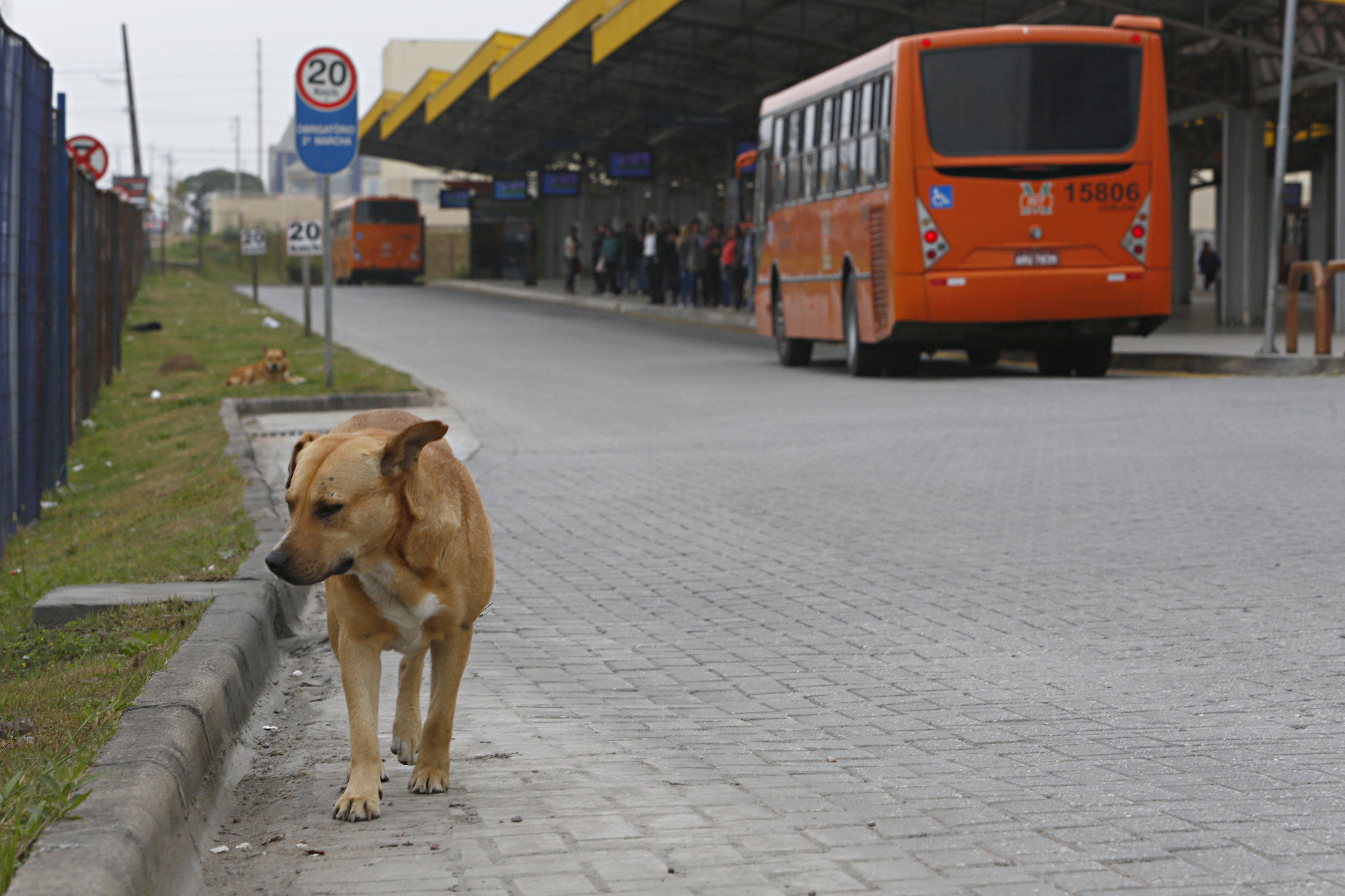 Equipamento afasta animais com sons em alta frequência | Aniele Nascimento/Gazeta do Povo