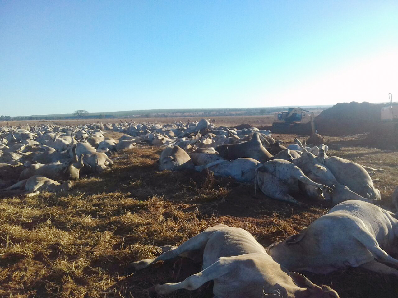 Animais mortos por botulismo bovino encontrado na silagem de milho, no Mato Grosso do Sul | Divulgação/