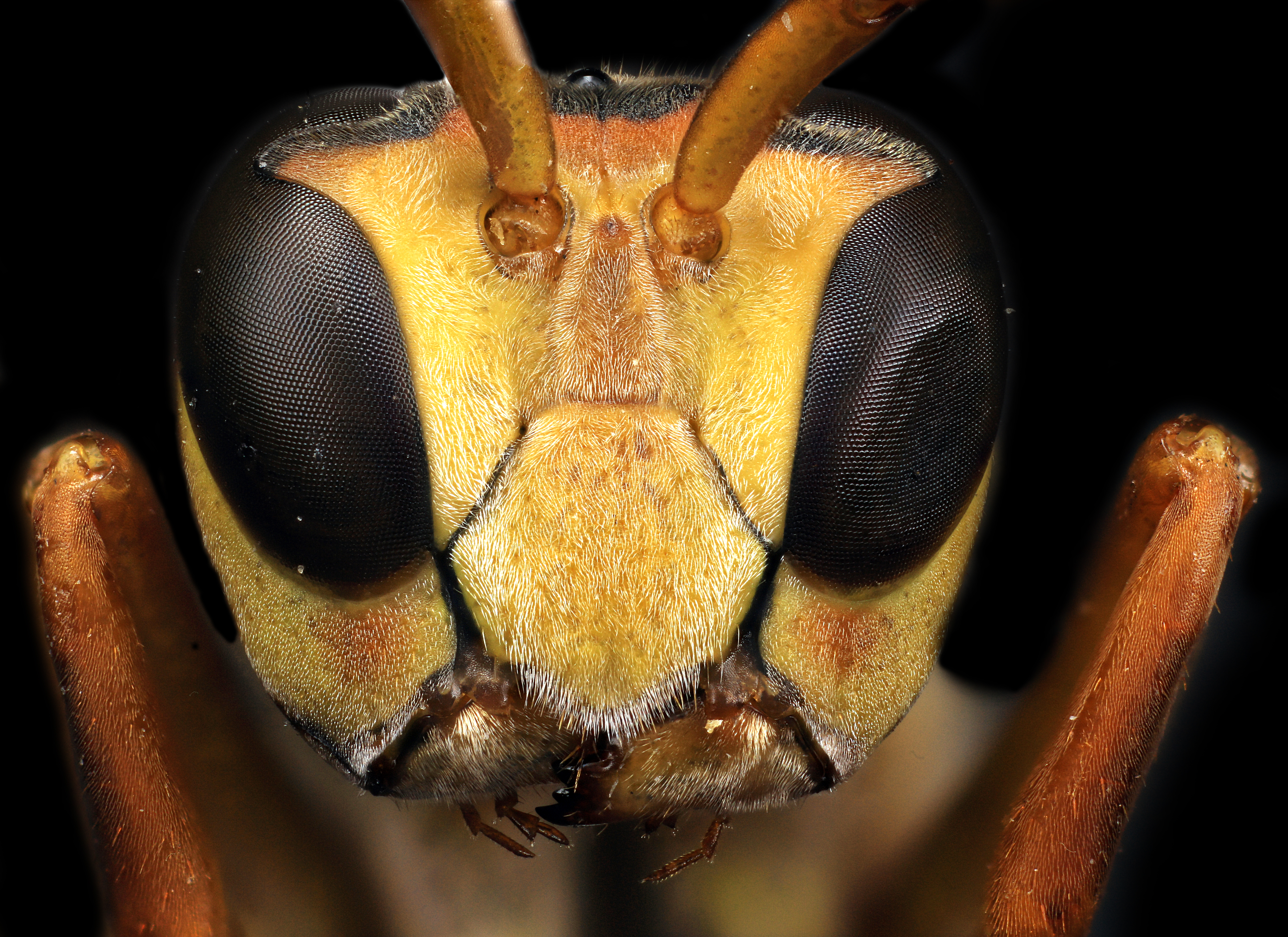 Em 90% das cidades brasileiras, aquecimento global deve reduzir a população de abelhas e agentes polinizadores | Macroscopic Solutions/ Flickr Commons/Fotos Públicas