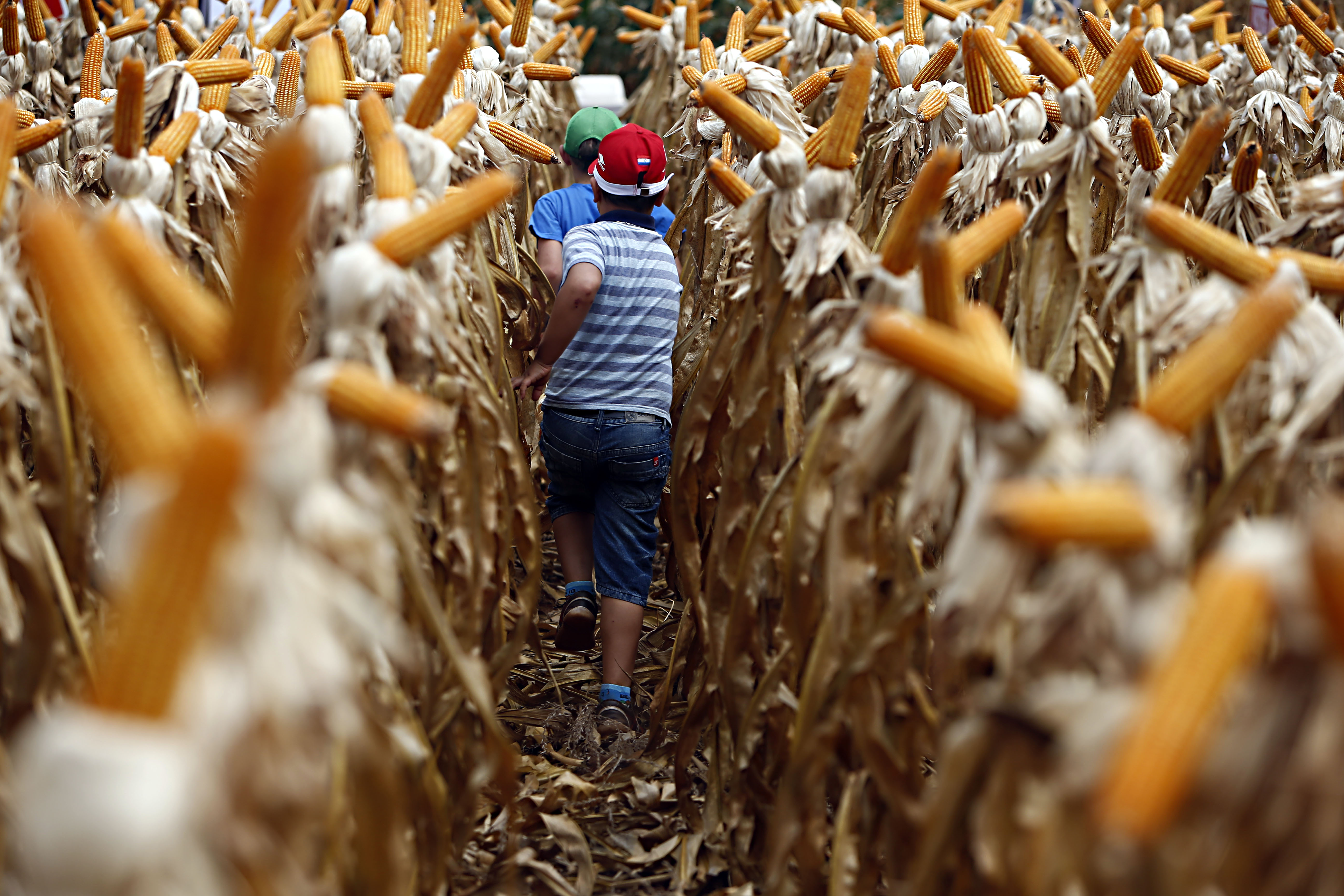 Safra de verão 2017-18 deve ser menor no Paraná devido à alta produtividade de milho e soja em comparação com a temporada anterior | Albari Rosa/Gazeta do Povo