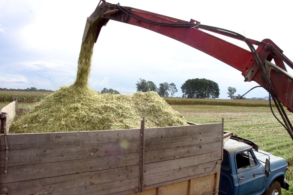 Produção de silagem de milho no Paraná | HENRY MILLEO/GAZETA DO POVO