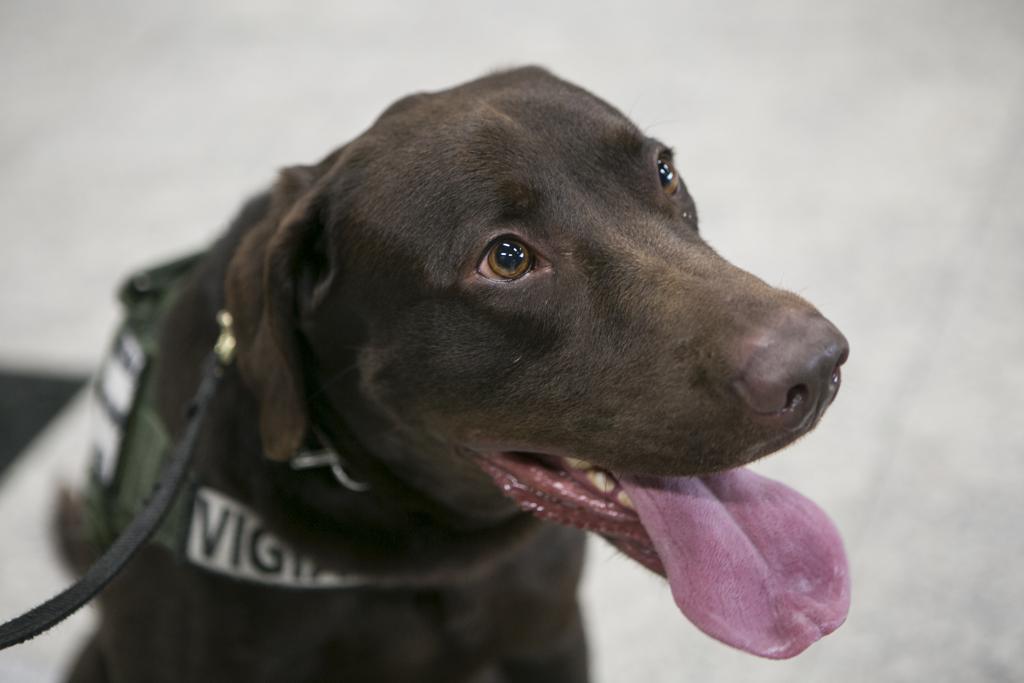 O cão farejador do Ministério da Agricultura Thor chegou ao Aeroporto Internacional de Curitiba (Afonso Pena) neste ano. Ele já detectou uma mochila  cheia de carne. | Marcelo Andrade/Gazeta do Povo