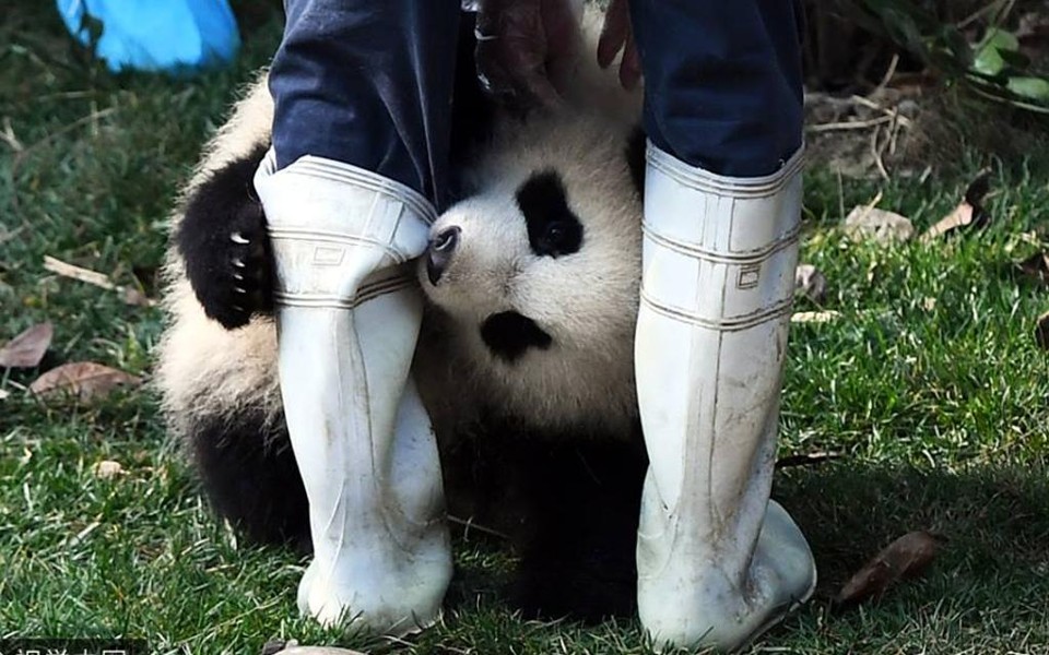 Que tal ser babá de  Pandas?  No Centro de Pesquisa e Proteção de Pandas Gigantes em Sichuan, na China, tem vários. FOTO: Panda.Org | Divulgação/Panda.org.
