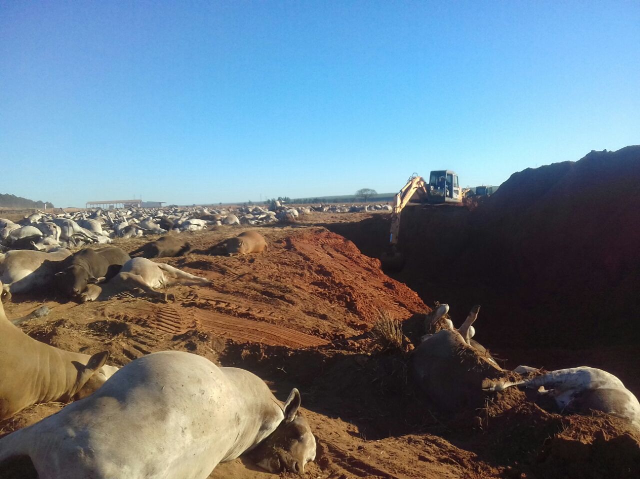 Animais estão sendo enterrados na própria propriedade onde aconteceram as mortes | Divulgação/