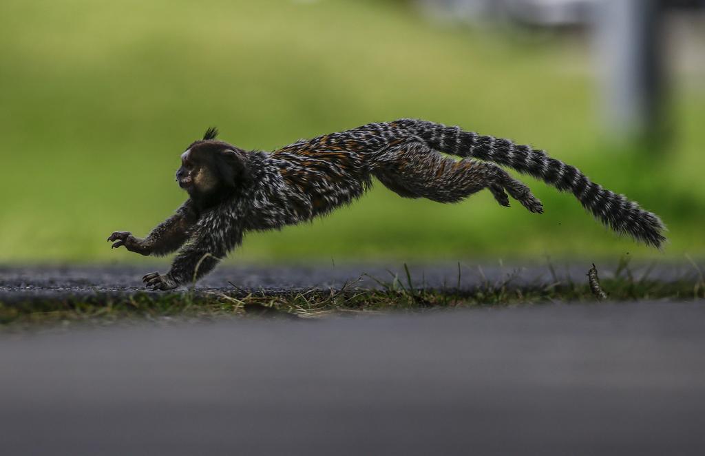 Sagui é uma das espécies que vivem no Parque Barigui. | Jonathan Campos/Gazeta do Povo