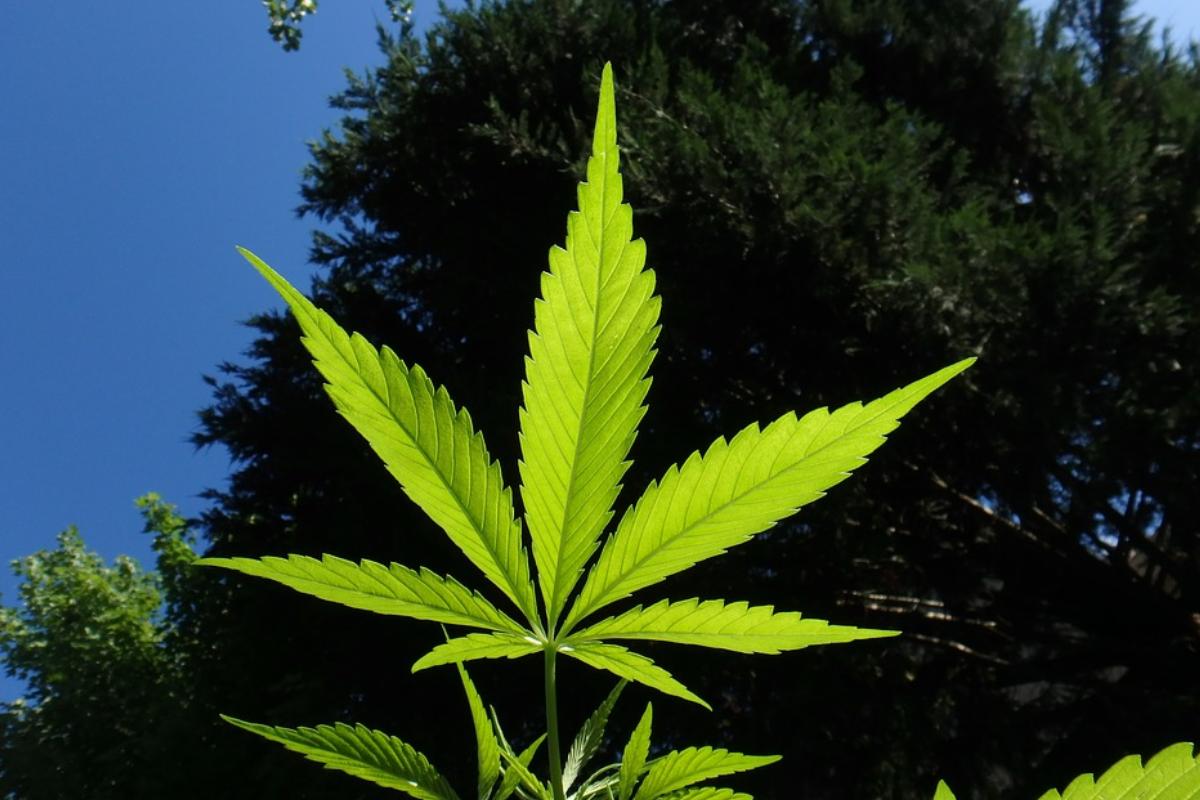  | Reprodução/
Pixabay