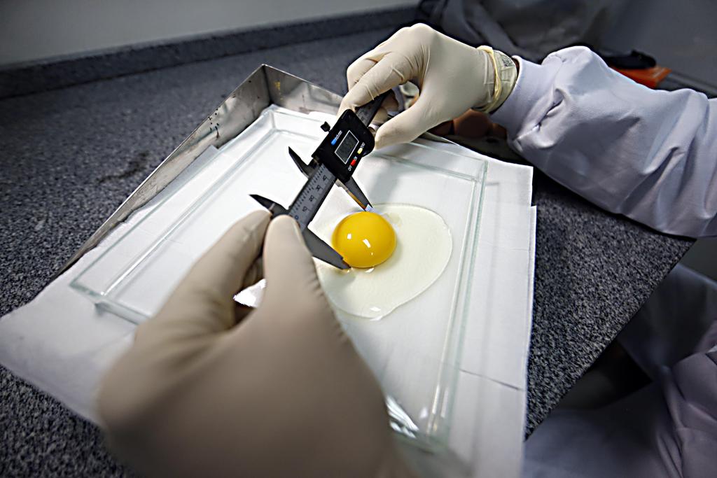 Amostras de ovos confirmaram contaminação por fipronil na Europa. Substância é proibida em alimentos pela União Europeia. | Albari Rosa/Gazeta do Povo