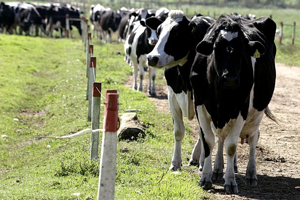 Vacas holandesas estão partindo de comboio da Holanda para a Sibéria, na Rússia | HENRY MILLEO/GAZETA DO POVO