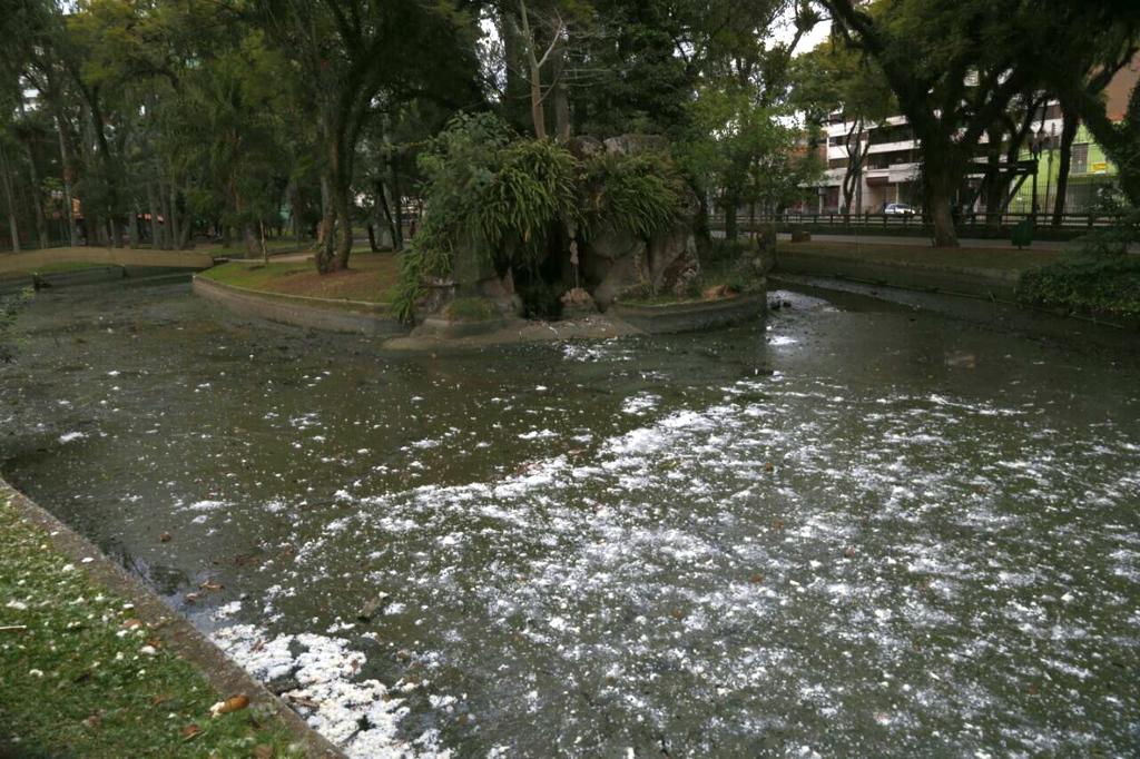 Embora pareça espuma, substância branca são sementes de algumas árvores do Passeio Público | Aniele Nascimento/Gazeta do Povo