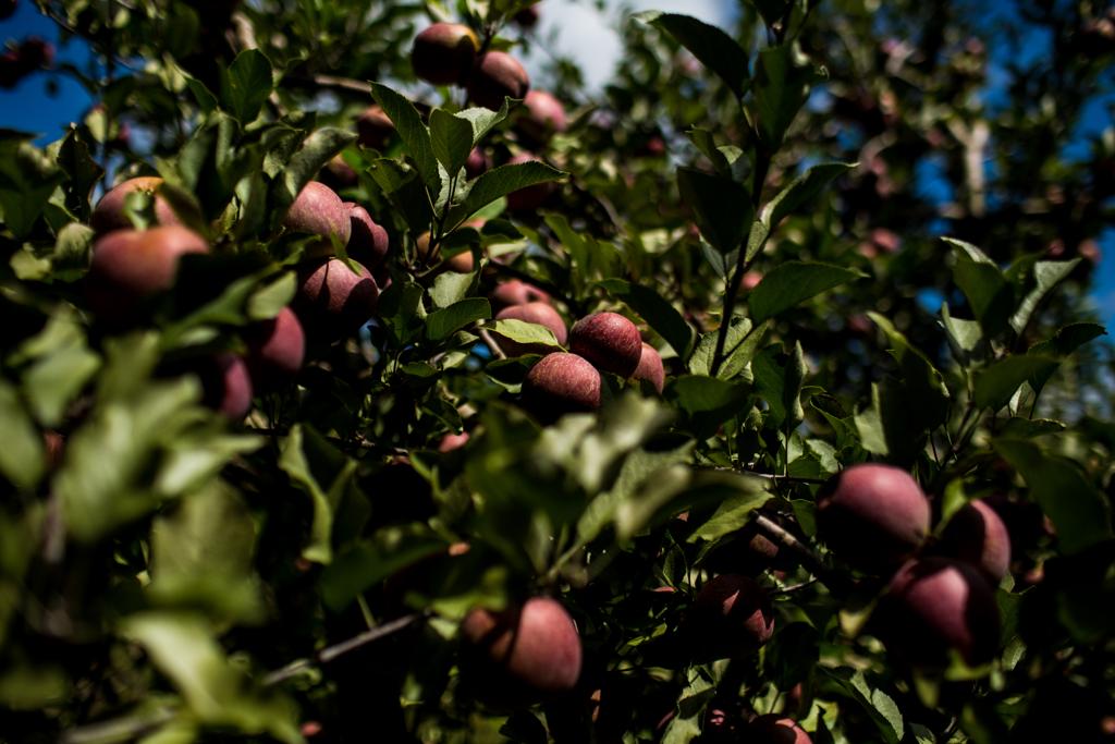 Macieira em Fraiburgo (SC): Santa Catarina é o estado com a maior produção de maçãs do Brasil | Brunno Covello/Gazeta do Povo