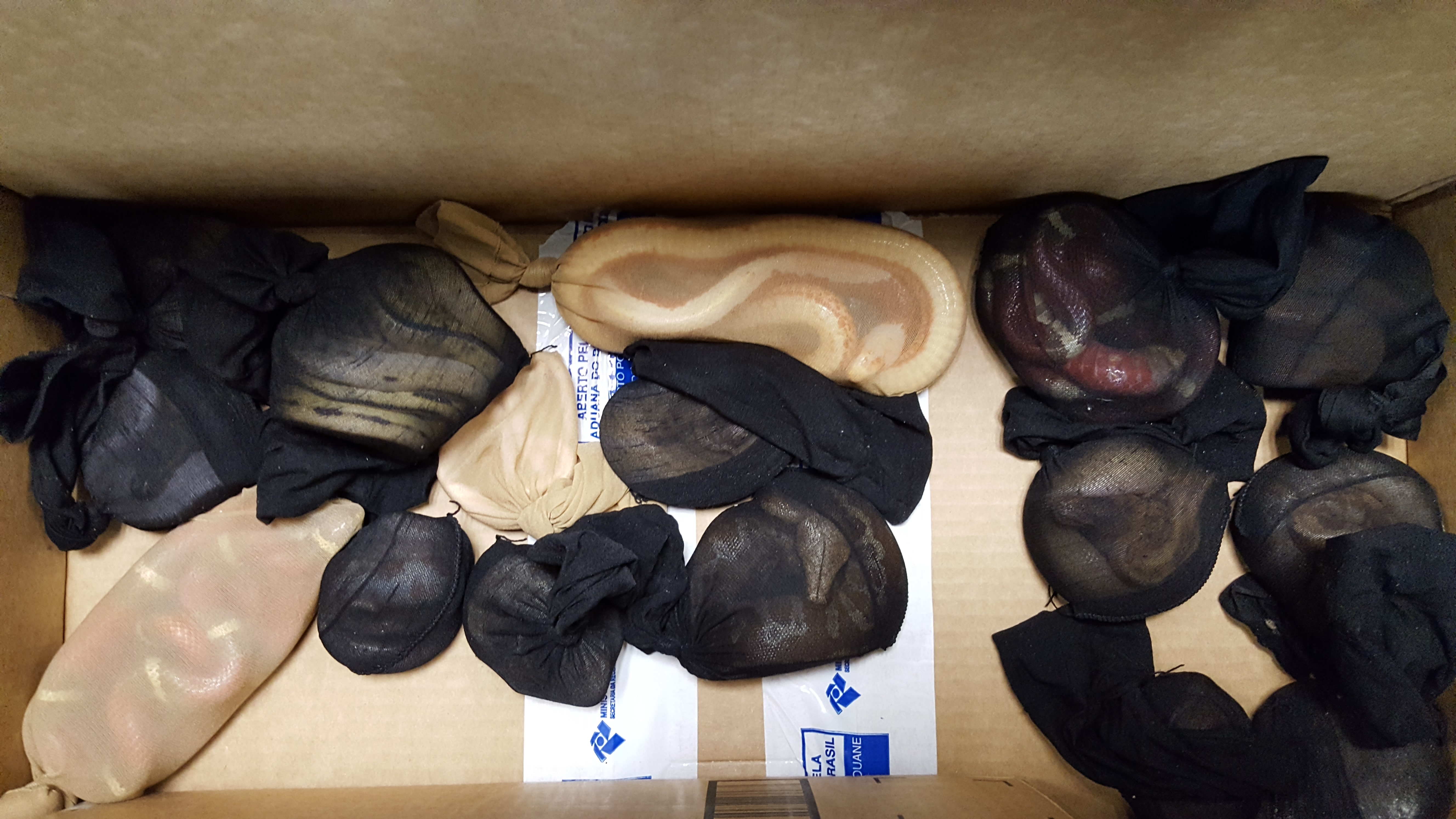 Cobras apreendidas estavam “presas” em meias femininas | Divulgação/Polícia Federal