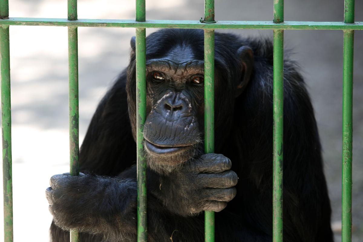 Em 2011, o TJ-RJ negou o pedido de habeas corpus impetrado a favor do chimpanzé Jimmy (foto), que mora em um zoológico em Niterói | Gazeta do Povo / Arquivo