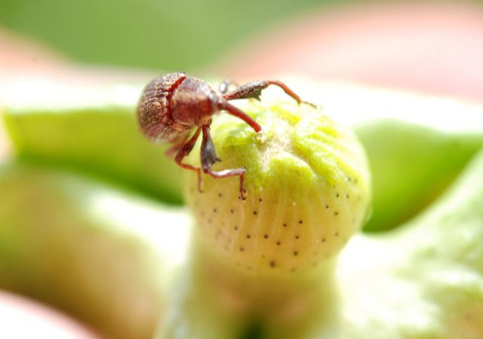 O bicudo representa custo de US$ 250 por hectare, além de perdas de produtividade e impactos sobre a saúde humana e o meio ambiente. | /Divulgação Embrapa