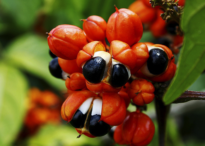 Além de maior produção, essas cultivares são resistentes à principal doença que ataca o guaranazeiro, a antracnose. | /