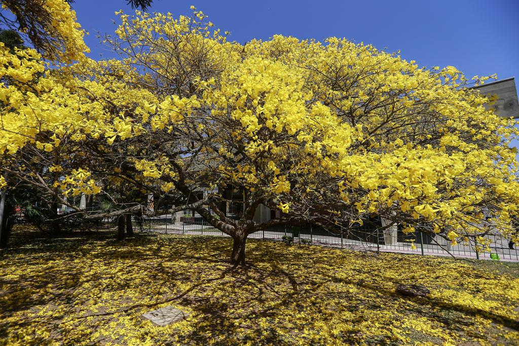 Ipê amarelo da Rodoferroviária, talvez o mais bonito de Curitiba. | Jonathan Campos/Gazeta do Povo