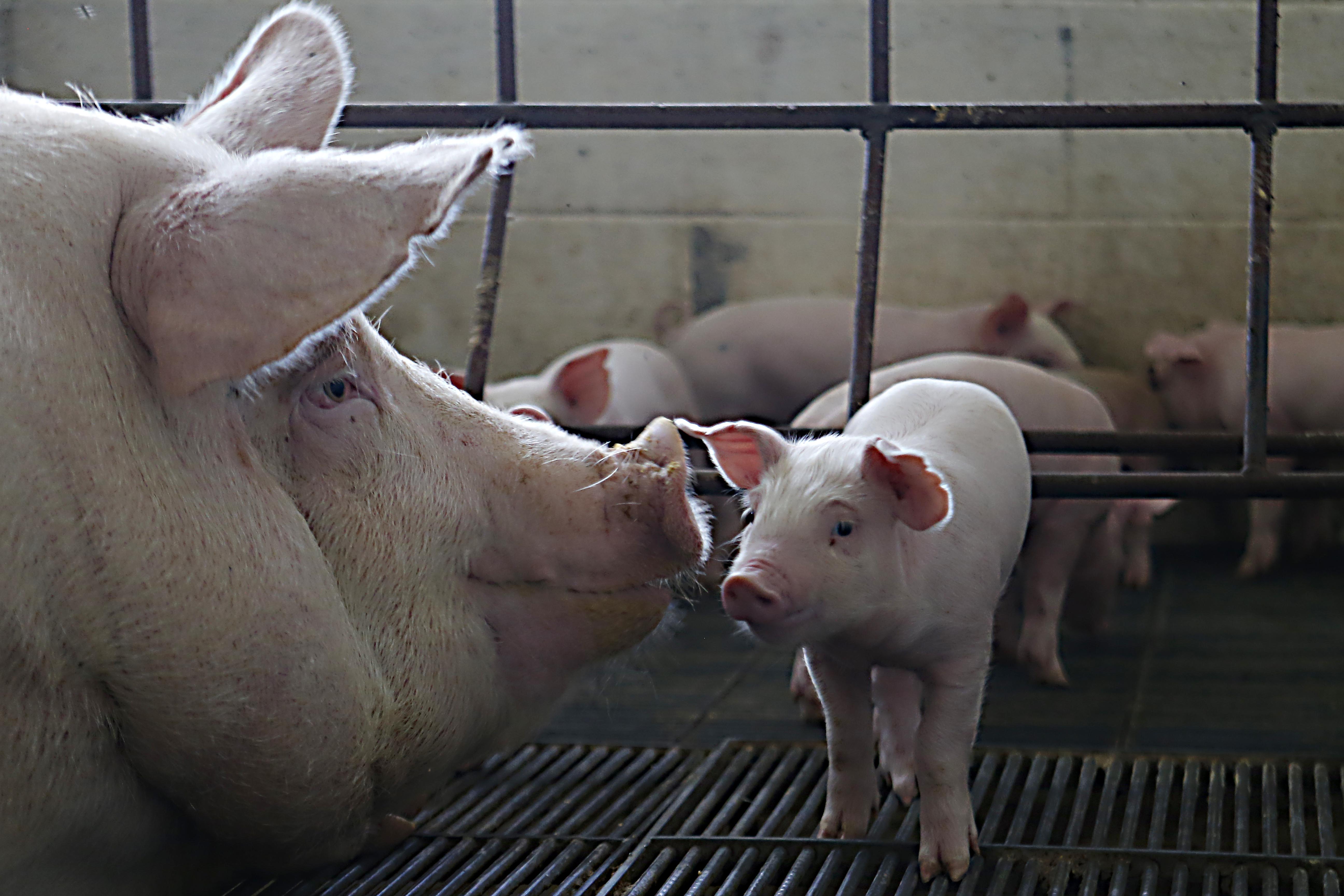 Produção da granja da Embrapa Suínos e Aves, em Concórdia (SC) | Albari Rosa/Gazeta do Povo