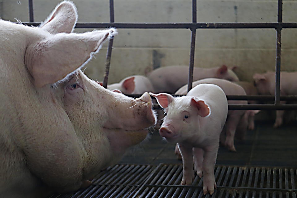 Produção da granja da Embrapa Suínos e Aves, em Concórdia (SC) | Albari Rosa/Gazeta do Povo