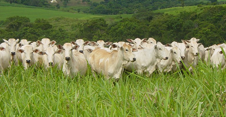 | Divulgação/Esalq