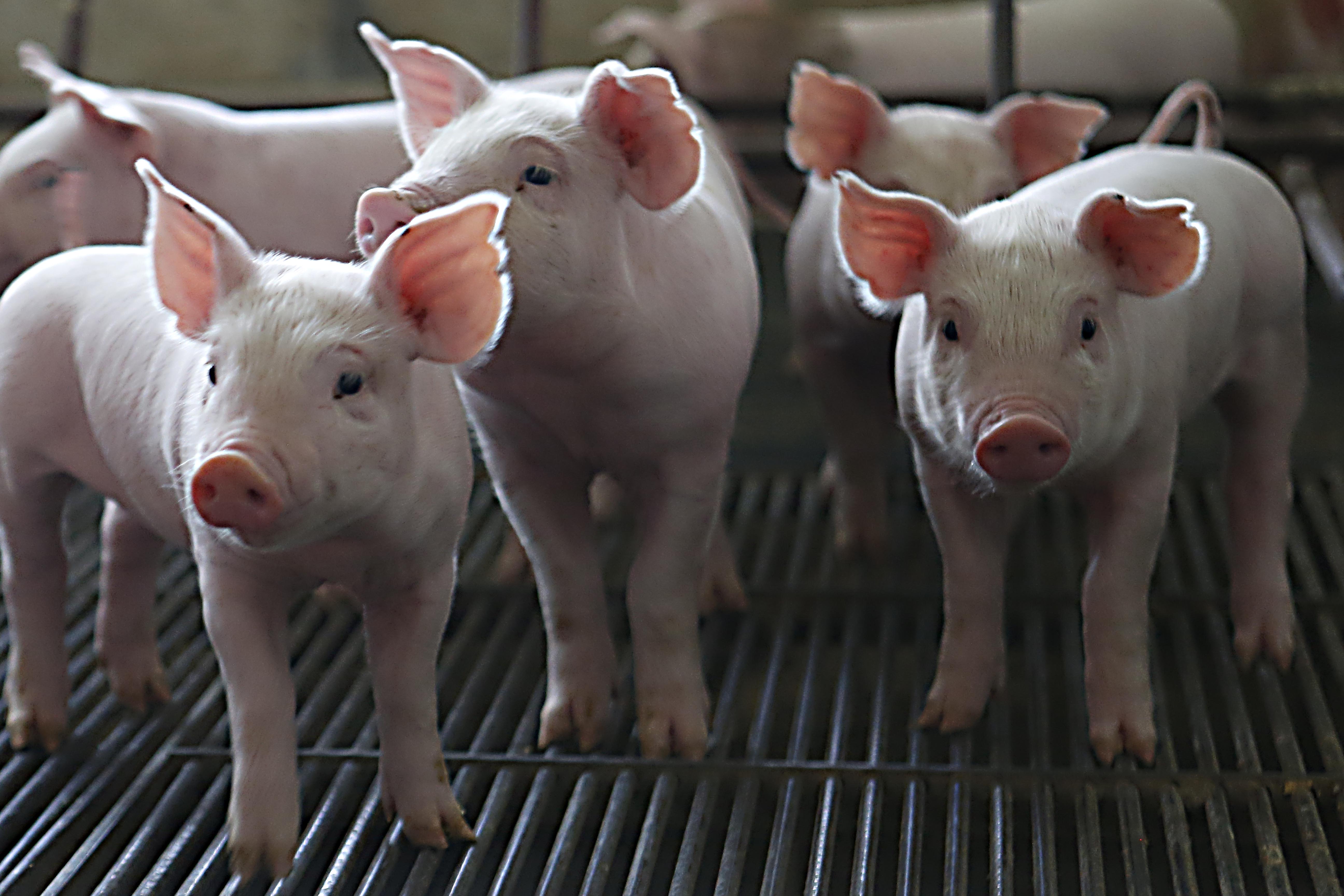 O projeto técnico-jornalístico está percorrendo os seis estados líderes em produção e exportação da proteína: Paraná, Rio Grande do Sul, Santa Catarina, Minas Gerais, Goiás e Mato Grosso. | Albari Rosa/Gazeta do Povo