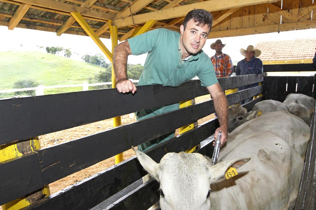 Brasil consome 350 milhões de doses de vacina contra febre aftosa a cada ano | Antônio More / Gazeta do Povo