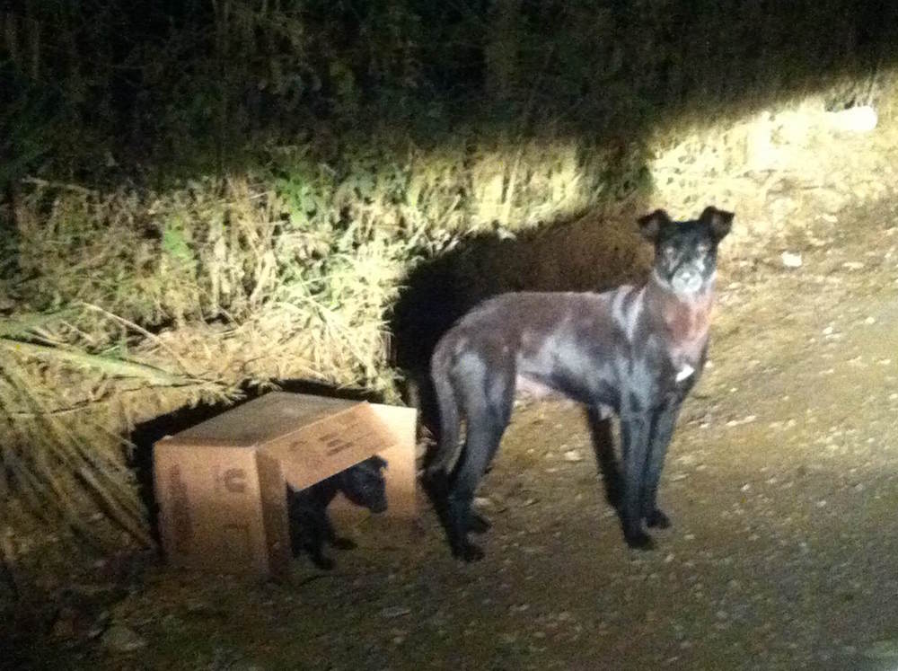 Cadela abandonada com filhotes na estrada do bairro Marmeleiro, em Almirante Tamandaré. | /