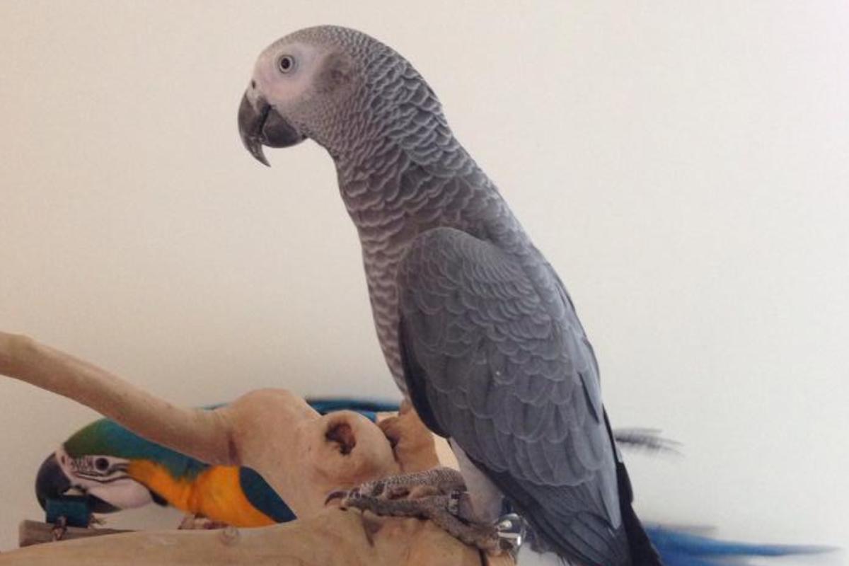 Buddy, o papagaio consumista | Facebook/Reprodução