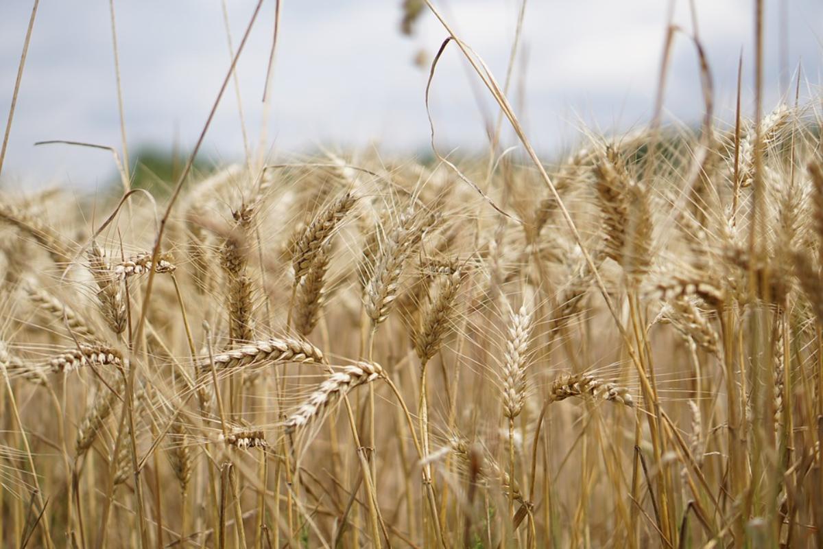 | Reprodução/
Pixabay