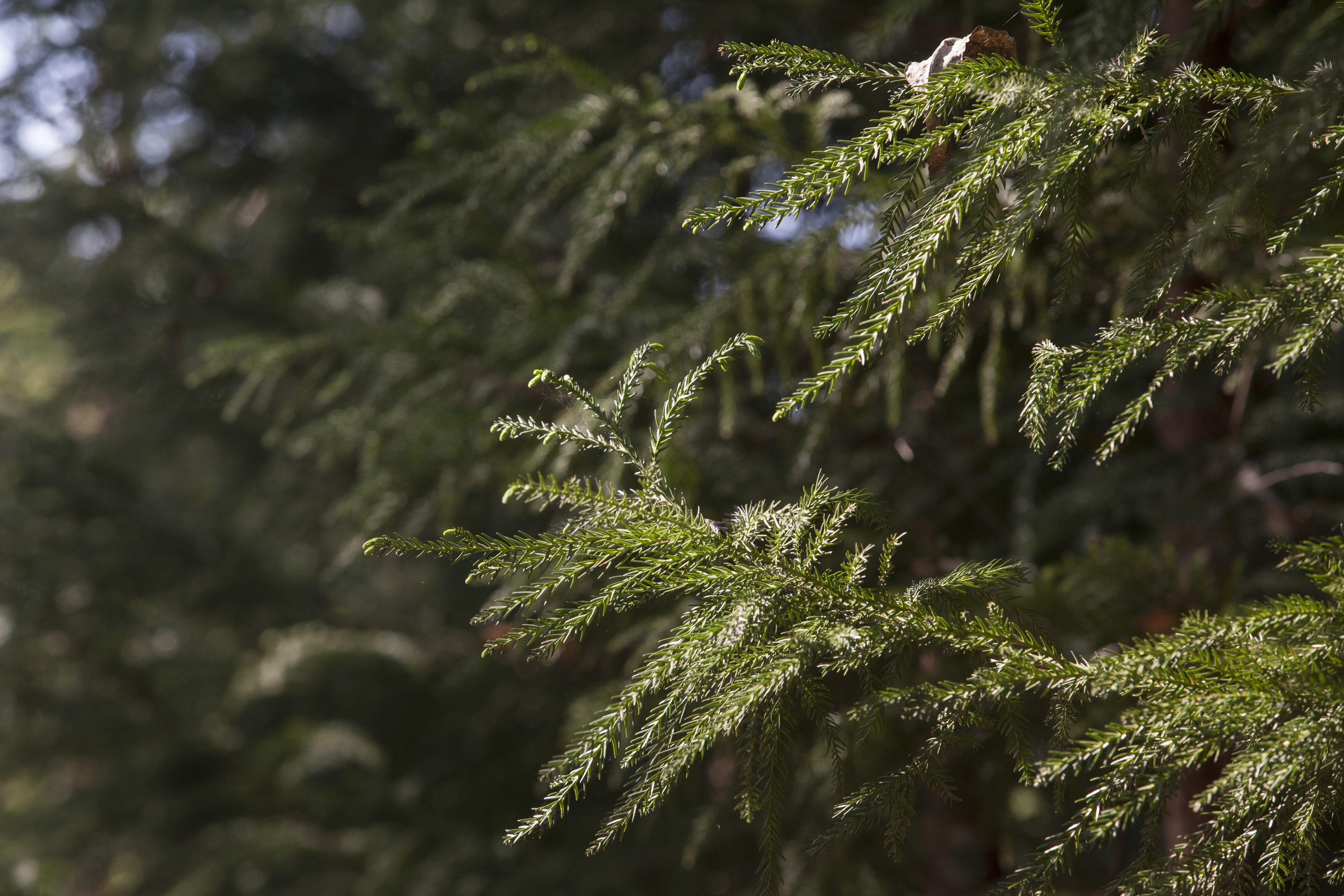 | Daniel Caron/Gazeta do Povo