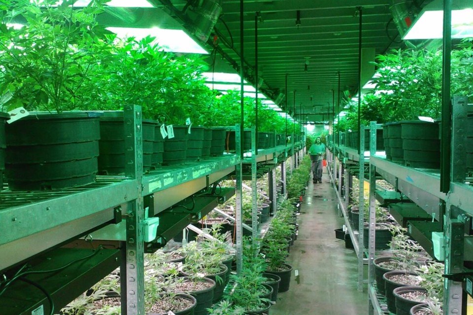 Cultivo de maconha no estado do Colorado, nos EUA. Imagem ilustrativa. | Reprodução/Pixabay