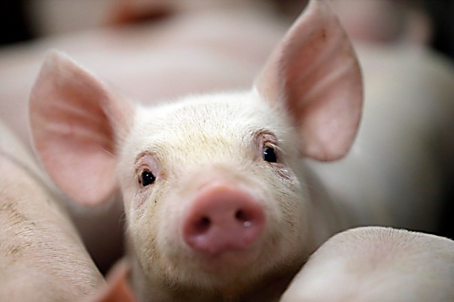 Estados do Sul são os maiores produtores de suíno no Brasil | Albari Rosa/Gazeta do Povo