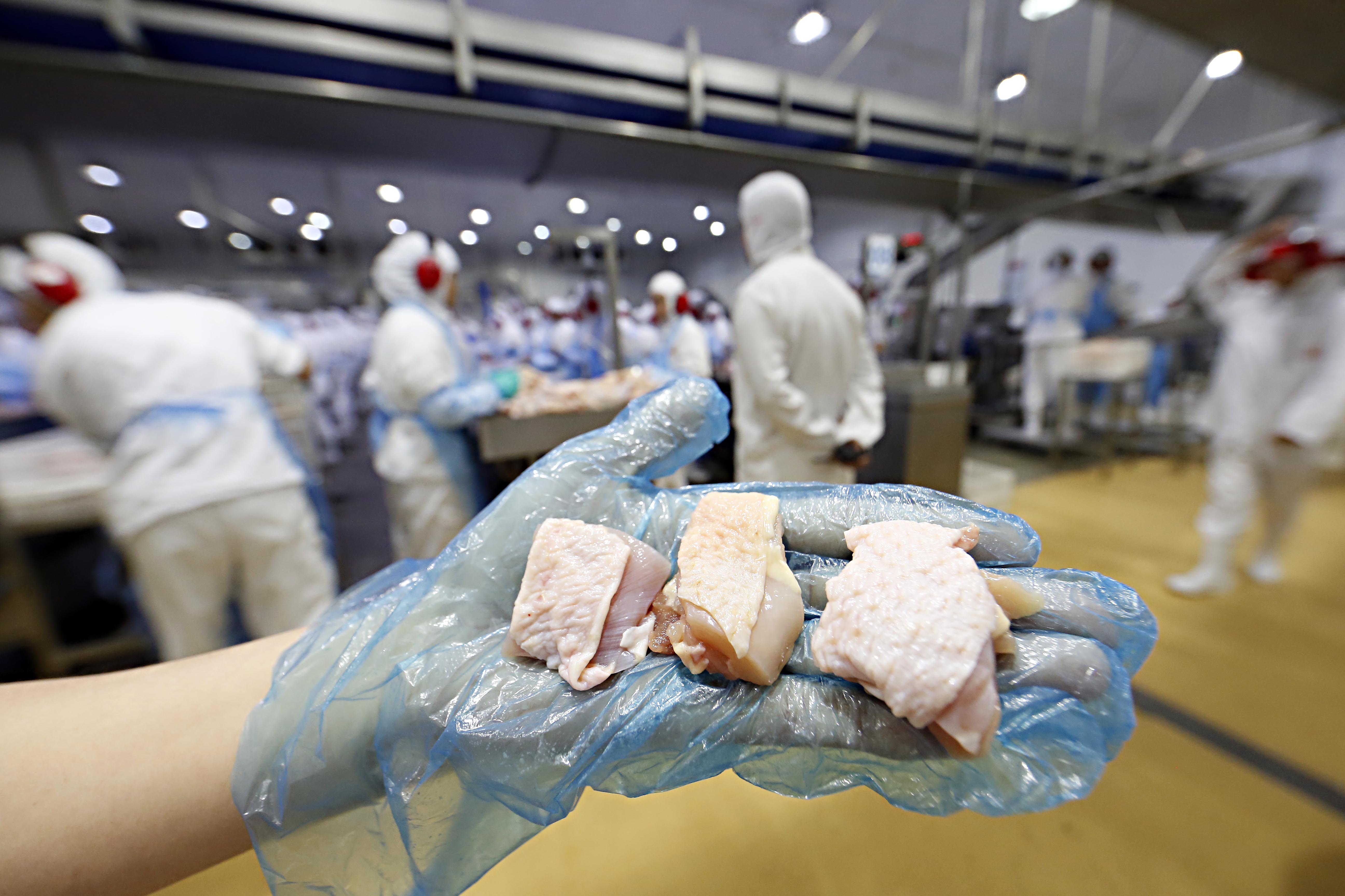 Avicultura: sozinho, o Paraná representou 31,3% da produção brasileira de carne de frango | Albari Rosa/Gazeta do Povo