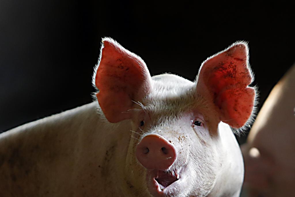 Além das consequências da operação da Polícia Federal, o preço da carne suína, menor em relação à bovina, também favoreceu o crescimento deste tipo de proteína. | Albari Rosa/Gazeta do Povo