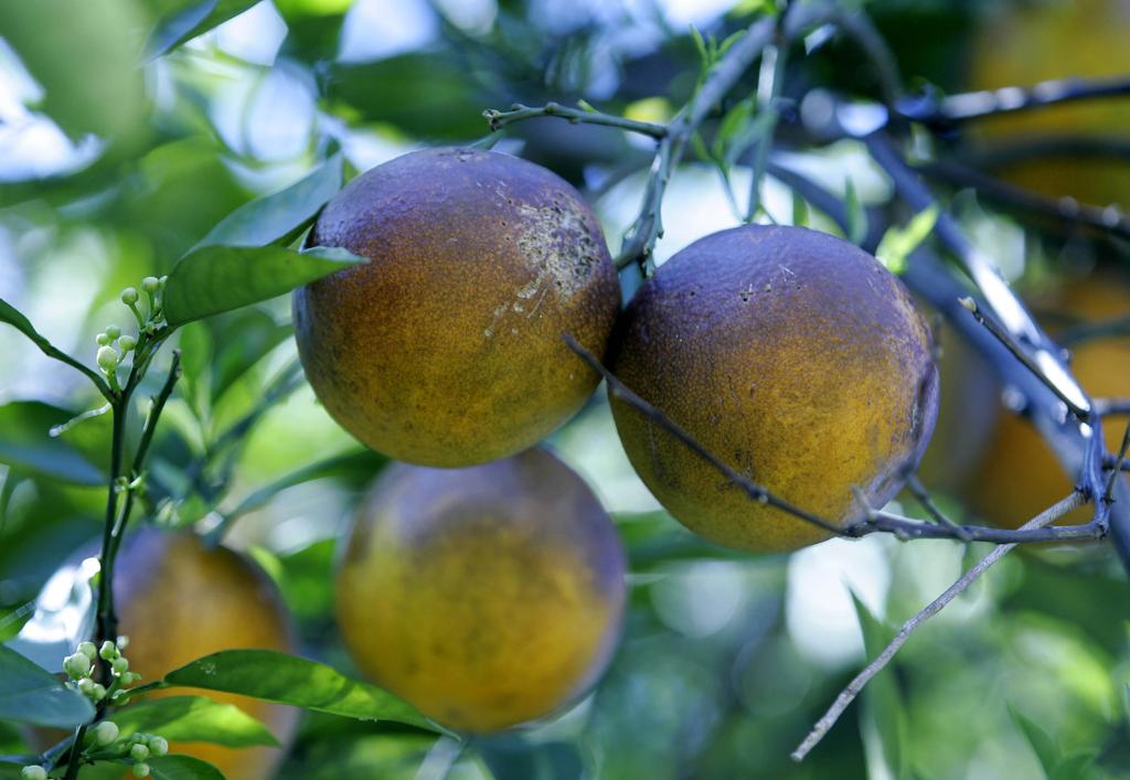 Plantação de laranjas na Flórida: Furacão Irma pode acabar com a produção do Sul do estado norte-americano | rs/rix/ROBERT SULLIVAN