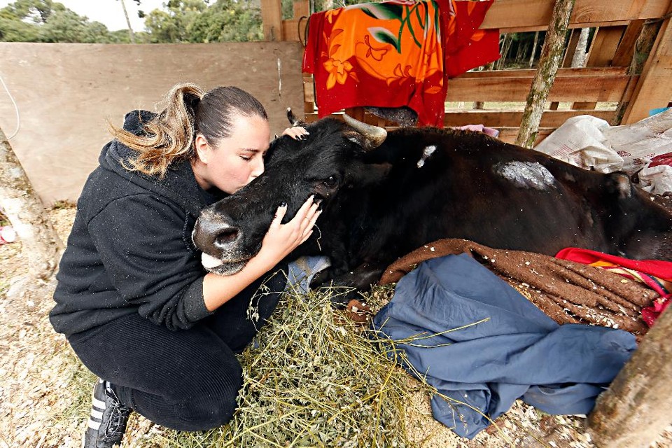 Médica veterinária Danielly Savi é a fundadora da Associação Força Animal, que cuida de 52 cavalos e cinco vacas, além de outros animais. | Albari Rosa/Gazeta do Povo