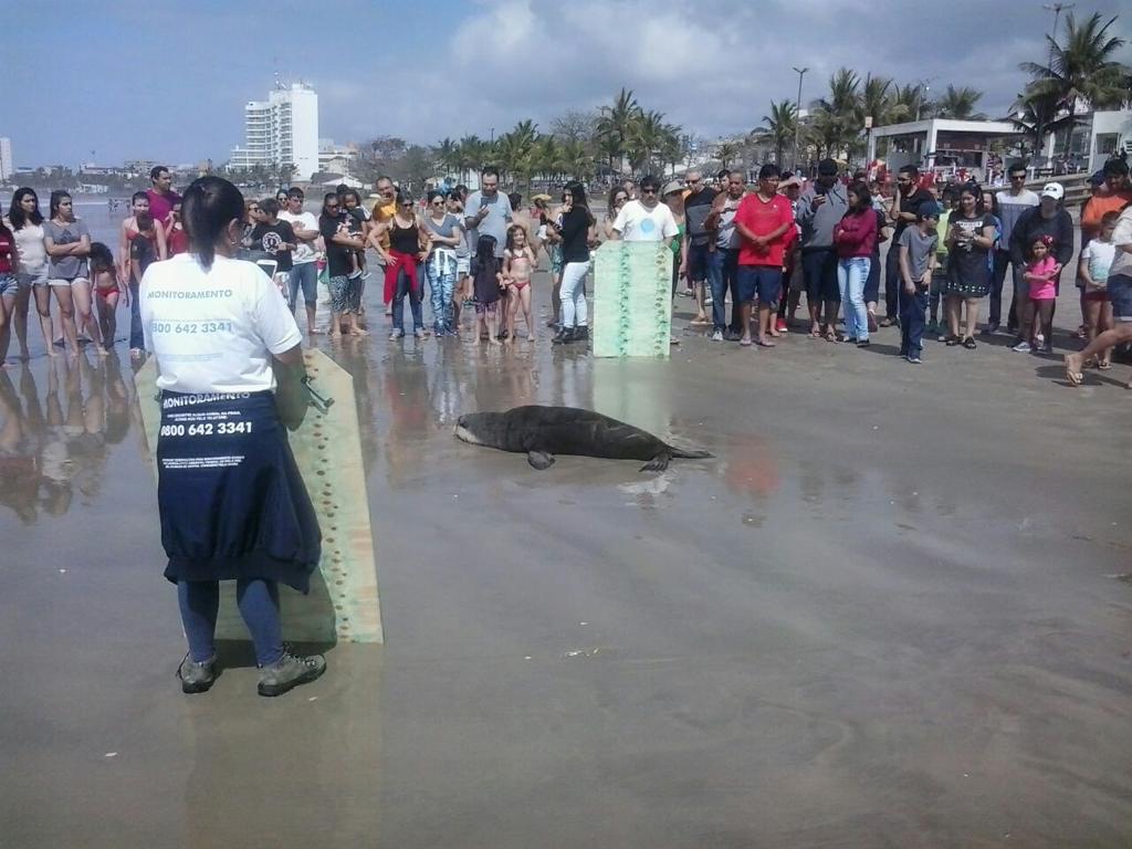Lobo-marinho atraiu a curiosidade em Guaratuba | Romualdo Stall/Arquivo Pessoal