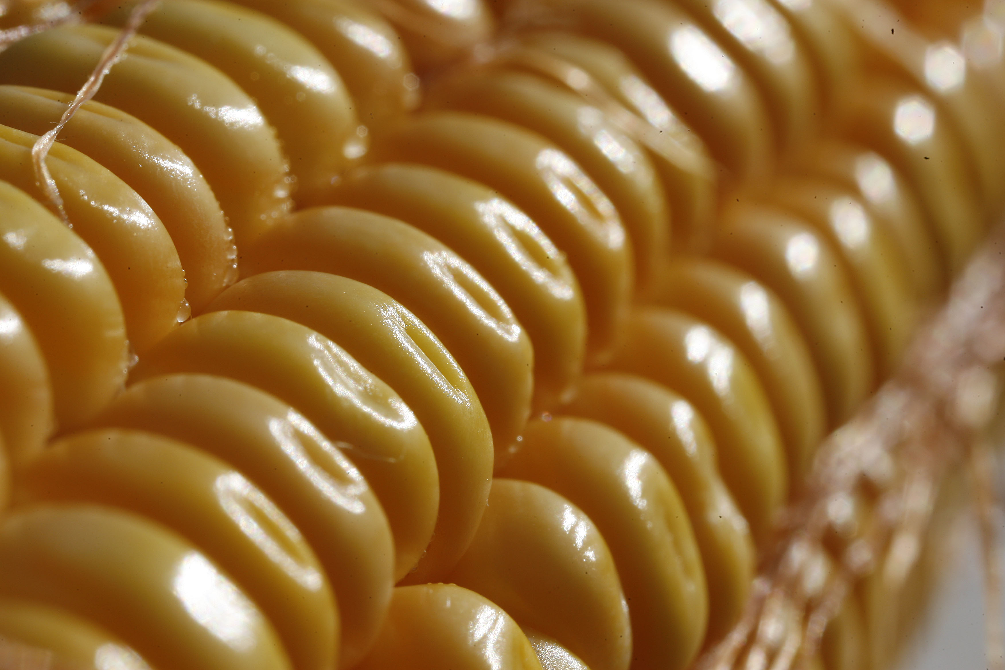 O relatório da auditoria vai além e diz que a confusão nos portos é tão disseminada que alguns carregamentos orgânicos – verdadeiros ou não – são fumegados com pesticidas proibidos pela regulamentação de orgânicos do país | JONATHAN CAMPOS/Gazeta do Povo