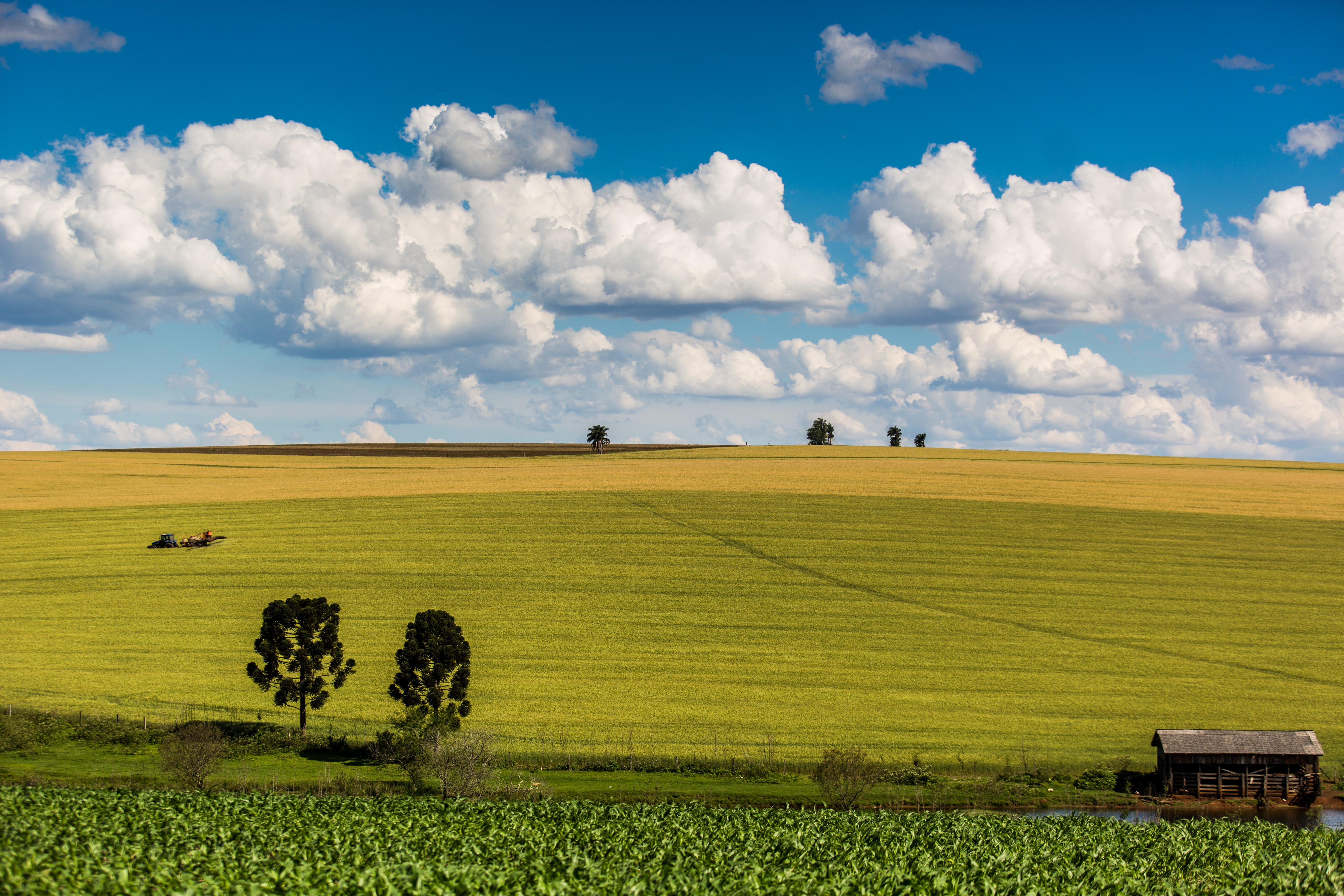 Por conta do clima, trigo é uma das culturas mais produzidas em Guarapuava, que agora cresce para a área de serviços | Brunno Covello/Gazeta do Povo