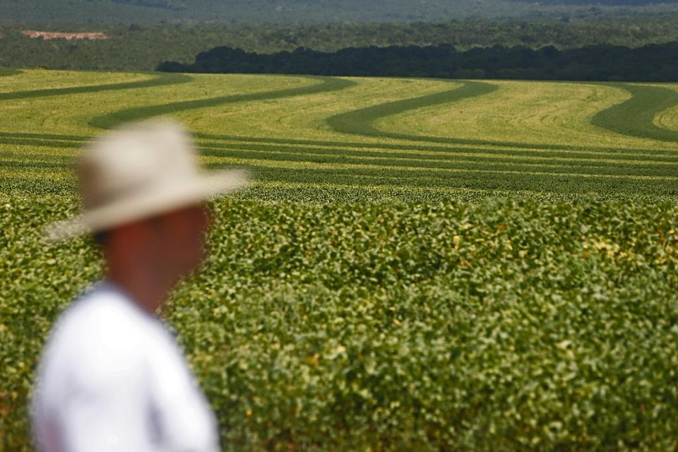 Colheita de soja em Nova Mutum: cidade triplicou população nos anos graças à agricultura | Albari Rosa/Gazeta do Povo