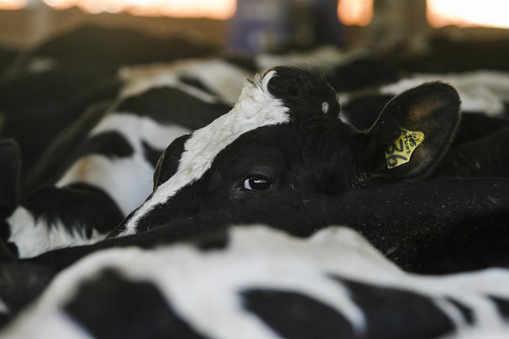 Nos Estados Unidos, grandes corporações estão tomando o lugar de propriedades familiares no negócio do leite | Arquivo/Gazeta do Povo