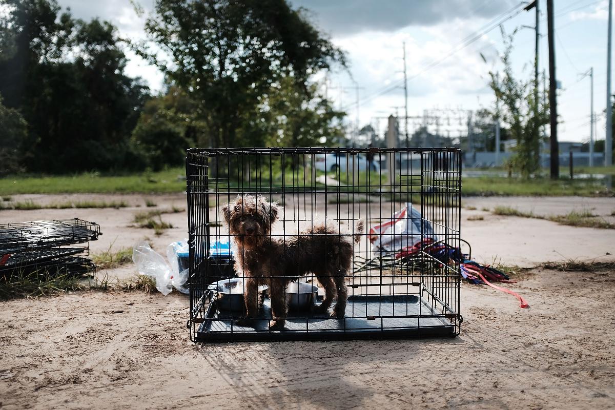ORANGE, Texas - 05 de setembro: cão resgatado de uma casa inundada fica em uma gaiola em rua de Orange, enquanto o Texas lentamente se recupera da devastação causada pelo furacão Harvey. Quase uma semana após o furacão Harvey derrubar partes do estado, alguns bairros ainda permaneceram inundados e sem eletricidade. Enquanto o centro de Houston está voltando aos negócios, milhares continuam a viver em abrigos, hotéis e outras acomodações | SPENCER PLATT/AFP